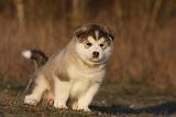 ALASKAN MALAMUTE 609
